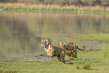 Bengal Kaplanı Ranthambhore Milli Parkı, Rajasthan, Hindistan, Asya