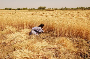 Hindistan, Gujarat 'ta altın buğday hasadı yapan bir kadın. 