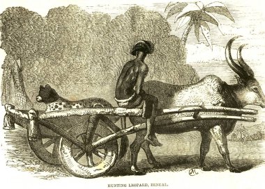 Hayvan avlama, leopar avlama, 21 Temmuz 1858, Batı Bengal, Hindistan