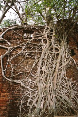 Ağaç kökleri, Ross Adası, Andaman, Hindistan 