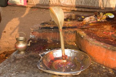 Keesaragutta, Hyderabad, Andhra Pradesh, Hindistan 'da mahashivaratri kutlamalarında pirinç yılan. 