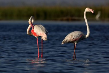 daha büyük flamingo, nalsarovar, Gujarat, Hindistan, Asya 
