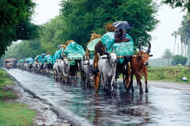 Bullocks arabaları yağmurlu bir günde, Hindistan 