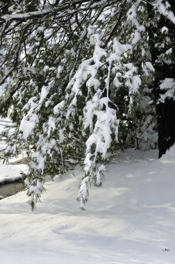 ABD 'nin Edison şehrinin caddesindeki ağaçları kar kapladı