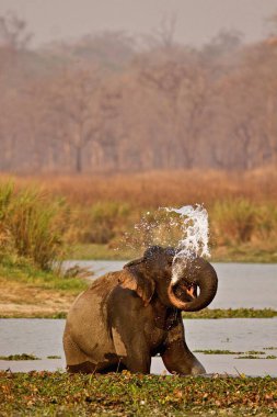 Asya fili Elephas Maximus, Kaziranga Ulusal Parkı, Assam, Hindistan