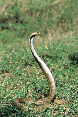 Yılan, Hint gözlüklü kobra Naja naja naja 