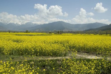 mustard field at pahalgam, jammu and kashmir, India clipart