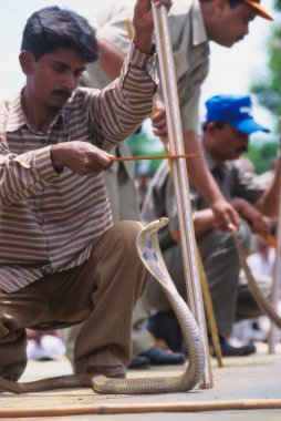 Sürüngenler, büyüleyici Kral Kobra başlıklı Naja Naja, yılan, kobra hikayesi, yarasa shirala, maharashtra, Hindistan Festivali