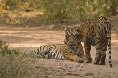 Bengal Kaplanı Ranthambhore Milli Parkı, Rajasthan, Hindistan, Asya