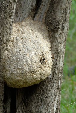 Hindistan 'daki Nagarhole Ulusal Parkı' nda bal arısıyla bal peteği.