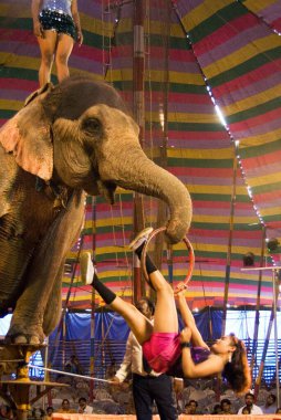Sanatçılar Empire Circus, Bombay, Maharashtra, Hindistan 'da fillerle gösteri yapıyorlar.