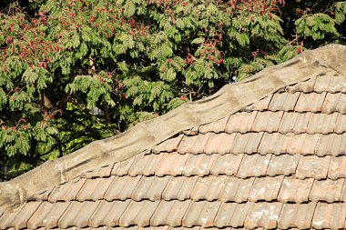 Chawl mud roof ; J Shankar Sheth Marg ; Grant Road ; Bombay Mumbai ; Maharashtra ; India mass; urban; housing; green; leaves; tree clipart