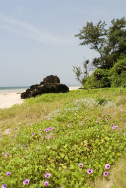 Çiçekler Ganpatipule 'deki kumlu sahil kıyısında Maryada wel; Ratnagiri ilçesi; Maharashtra eyaleti; Hindistan