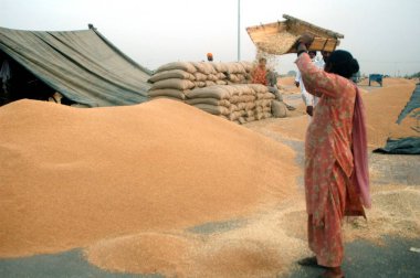 Buğday hasadı, Amritsar, Pencap, Hindistan 