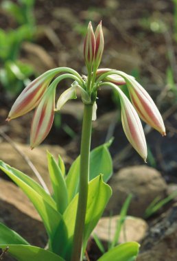 Zambaklar yabani çiçekler Crinum zambakları Crimum latifolium 