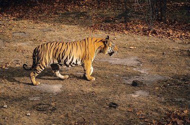 Kaplan yürüyüşü (Panthera tigris), Bandhavgarh Ulusal Parkı, Madhya Pradesh, Hindistan 