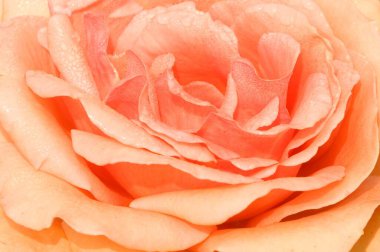 Güzel Rose Centifolia. Yaklaş. 