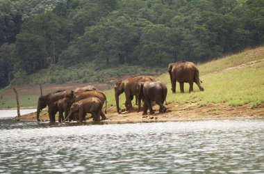 Filler su içiyor, periyar yaban hayatı sığınağı, thekkady, kerala, Hindistan, Asya 