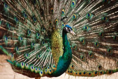 Bird, Peacock ,  Alappuzha , Kerala , India clipart