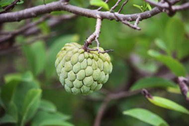 Ağaçta olgunlaşan Muhallebi Elması 'na yaklaş