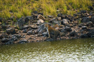 royal Bengal tiger, tadoba wildlife sanctuary, Maharashtra, India, Asia clipart