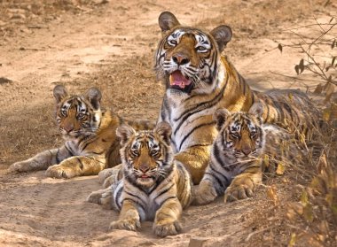 Kaplan (panthera tigris) ve yavruları, Ranthambore Ulusal Parkı, Rajasthan, Hindistan