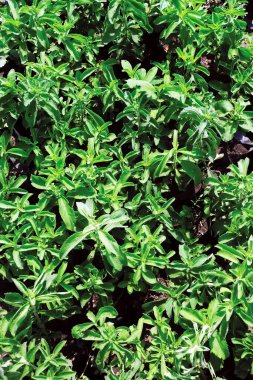 Güzel yeşil yaprakların arkaplanının görüntüsünü kapat