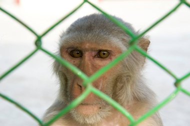 Monkey in seva kunj vrindavan uttar pradesh, india, asia clipart