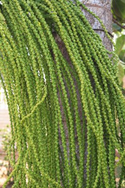 Evin girişinde süs olarak kullanılan bitkiler, Kodaikanal, Devlet Tamil Nadu, Hindistan 