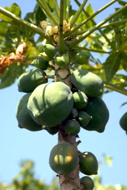 Papaya ağaçta, Amreli, Gujarat, Hindistan