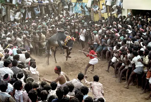 stock image Jallikattu bull taming in pongal festival, Alanganallur, Madurai, Tamil Nadu, India 