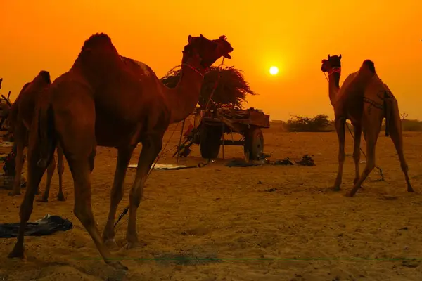 stock image Camels at sunset in Pushkar fair, Rajasthan, India 