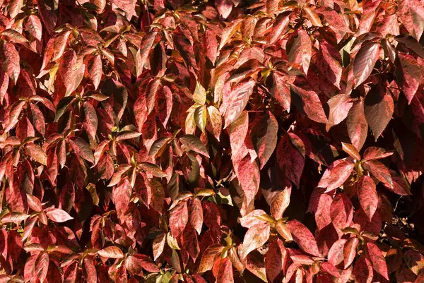 stock image Red leaves, a decorative plant, Sayajirao Gaikwad Baug, Baroda city, Gujarat State, India, Asia 