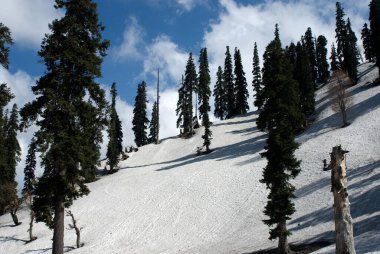 Mavi gökyüzüne, Gulmarg 'a, Jammu' ya ve Kashmir 'e karşı karlı zemin üzerinde ağaçlar. 