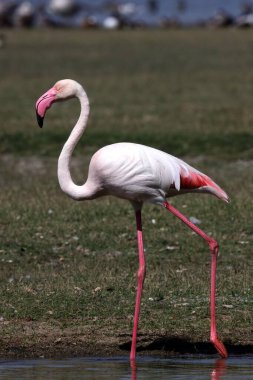 daha büyük flamingo, thol, Gujarat, Hindistan, Asya 