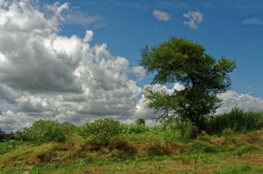 babool ağacı, narsobawadi, kolhapur, Maharashtra, Hindistan, Asya 
