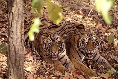 Two tigers taking rest (Panthera tigris) , Kanha National Park , Madhya Pradesh , India clipart