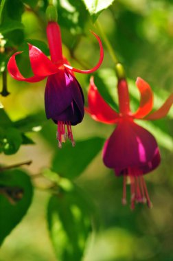 Fuchsia Spp Craignano Shimla Himachal Pradesh Hindistan Asya 