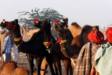 Pushkar Mela, Rajasthan ve Hindistan 'da Camel' li adamlar.