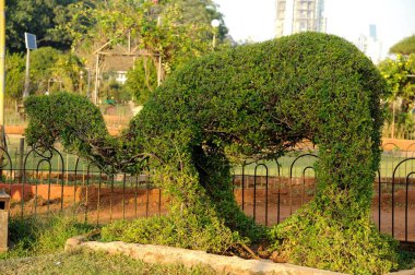 asma bahçeli malabar tepesi, mumbai, maharashtra, Hindistan, Asya