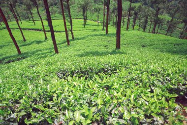 Çay çiftliği, Munnar, Kerala, Hindistan 