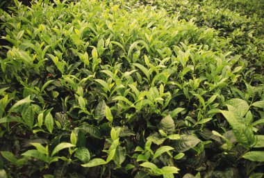 Detail view of Tea Garden, Munnar, Kerala, India.