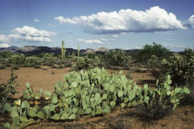 Arizona , Superstition , Mt. Phoenix , U.S.A. United States of America clipart