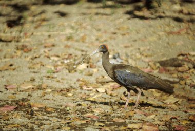 Kuş, Siyah Ibis (psöudibis papillosa), gujarat, Hindistan