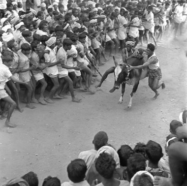 Jallikattu festival with Bull Taming ; Madurai ; Tamilnadu ; India clipart