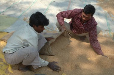 Topçu çantalarını dolduran buğday taneleri Mahangwa köyü, Narsinghpur bölgesi, Madhya Pradesh, Hindistan 