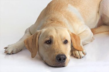 Labrador av köpeği sarı erkek, rahatlıyor, Hindistan