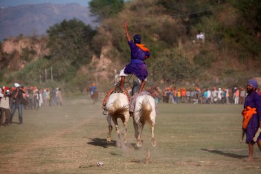 Nihang or Sikh warrior riding on two horses at same time during Hola Mohalla celebration at Anandpur sahib in Rupnagar district, Punjab, India   clipart