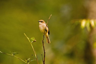 Uttaranchal Uttarakhand, Hindistan 'daki Corbett Ulusal Parkı' nda bir şubede oturan bir kadın fareli köyün saksafoncusu. 