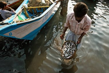Balıkçı sepette balık taşır Royapuram, Madras, Chennai, Tamil Nadu, Hindistan 